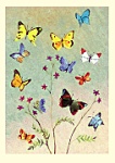 Anna Shuttlewood: Butterflies