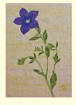 Yuko Hirose: Japanese Bell Flower