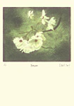 David Suff: Blossom