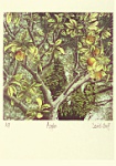 David Suff: Apples