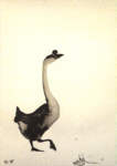 Julian Williams: Chinese Geese