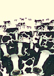 Lisa DAndrea: Cows